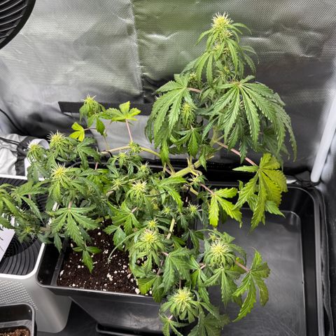 Cookies Gelato Auto #1 -41,5g growlog photo: 16:46