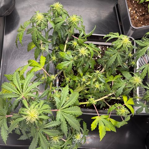 Cookies Gelato Auto #1 -41,5g growlog photo: 16:46