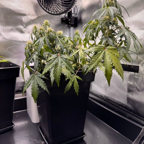 Cookies Gelato Auto #1 -41,5g growlog photo: 16:46