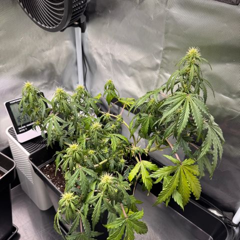 Cookies Gelato Auto #1 -41,5g growlog photo: 16:46
