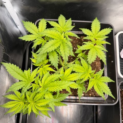 Fat Banana Auto #1 -89g growlog timeline photo