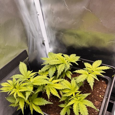 Fat Banana Auto #1 -89g growlog timeline photo