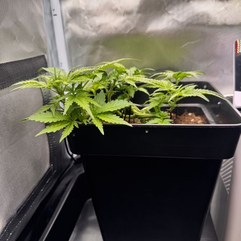 Fat Banana Auto #1 -89g growlog timeline photo