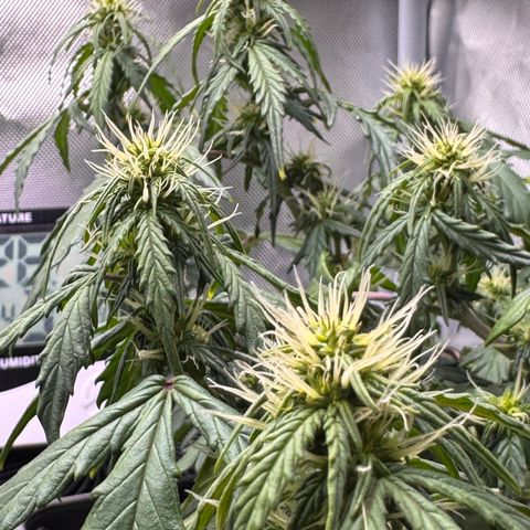 Cookies Gelato Auto #1 -41,5g growlog timeline photo