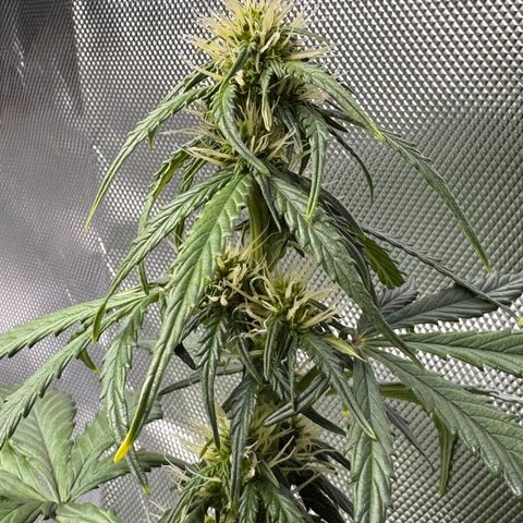 Cookies Gelato Auto #1 -41,5g growlog timeline photo
