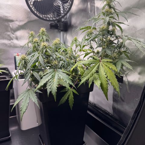 Cookies Gelato Auto #1 -41,5g growlog timeline photo