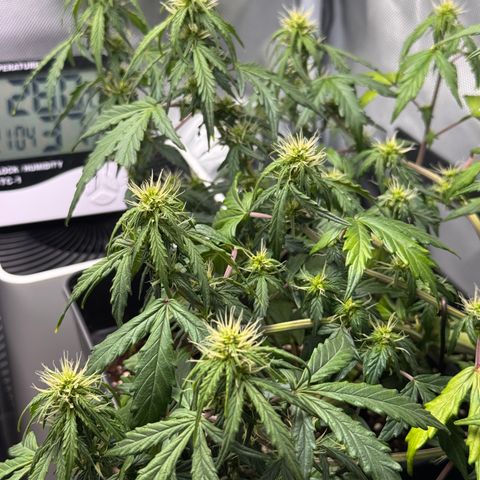 Cookies Gelato Auto #1 -41,5g growlog timeline photo