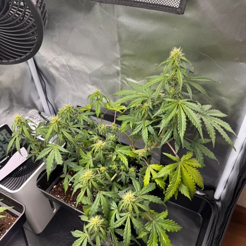 Cookies Gelato Auto #1 -41,5g growlog timeline photo