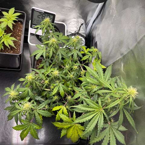 Cookies Gelato Auto #1 -41,5g growlog timeline photo