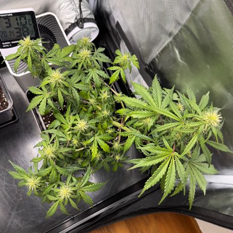 Cookies Gelato Auto #1 -41,5g growlog photo: 20:15