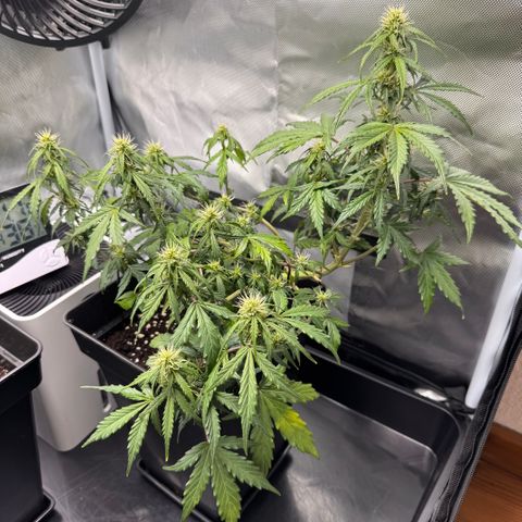 Cookies Gelato Auto #1 -41,5g growlog photo: 20:15