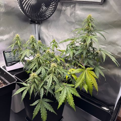 Cookies Gelato Auto #1 -41,5g growlog photo: 20:15
