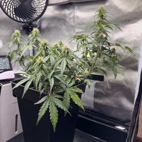 Cookies Gelato Auto #1 -41,5g growlog photo: 20:15