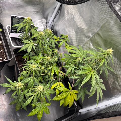 Cookies Gelato Auto #1 -41,5g growlog photo: 20:15