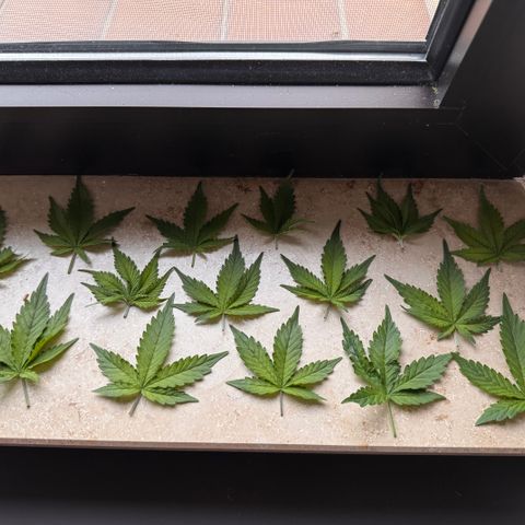Fat Banana Auto #1 -89g growlog photo: 19:30