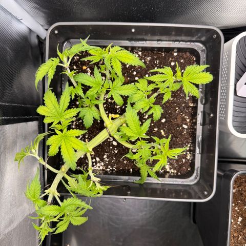 Fat Banana Auto #1 -89g growlog photo: 19:30