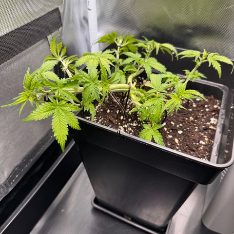 Fat Banana Auto #1 -89g growlog photo: 19:30