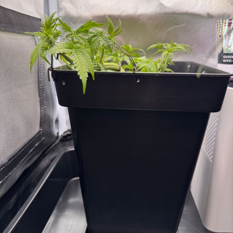 Fat Banana Auto #1 -89g growlog photo: 19:30