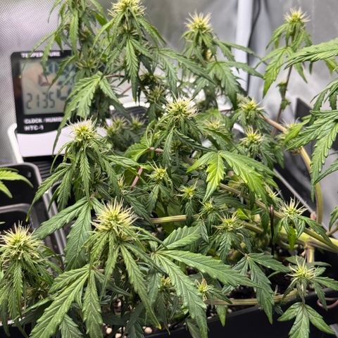 Cookies Gelato Auto #1 -41,5g growlog photo: 21:40