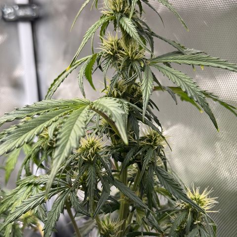 Cookies Gelato Auto #1 -41,5g growlog photo: 21:40