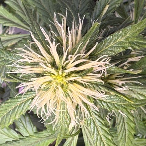 Cookies Gelato Auto #1 -41,5g growlog photo: 21:40