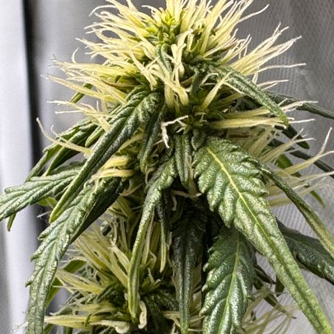 Cookies Gelato Auto #1 -41,5g growlog photo: 21:40
