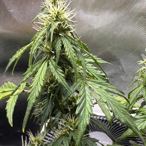 Cookies Gelato Auto #1 -41,5g growlog photo: 20:30