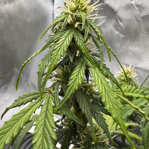 Cookies Gelato Auto #1 -41,5g growlog photo: 20:30