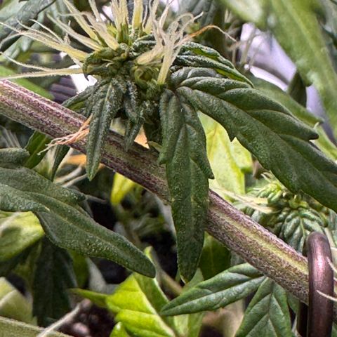 Cookies Gelato Auto #1 -41,5g growlog photo: 20:30