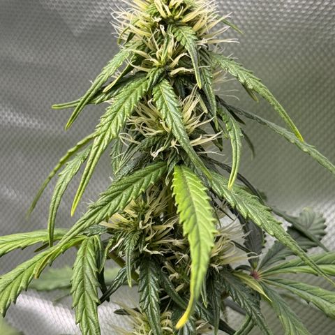 Cookies Gelato Auto #1 -41,5g growlog photo: 20:30