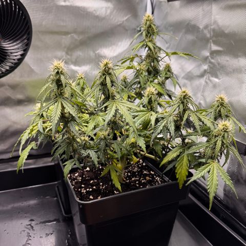 Cookies Gelato Auto #1 -41,5g growlog photo: 20:30