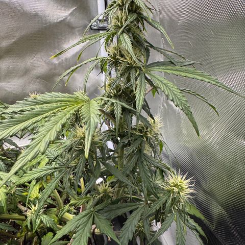 Cookies Gelato Auto #1 -41,5g growlog photo: 20:30