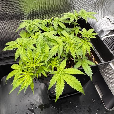 Fat Banana Auto #1 -89g growlog photo: 20:30