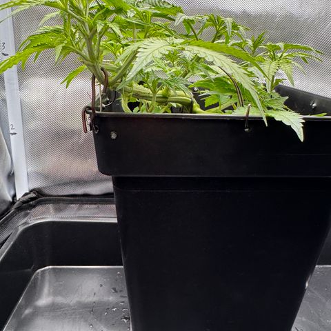 Fat Banana Auto #1 -89g growlog photo: 20:30