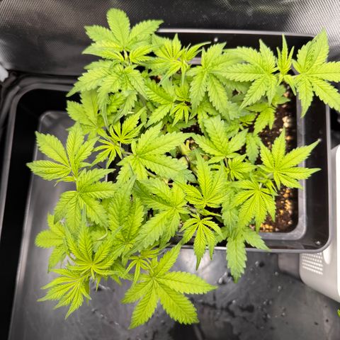 Fat Banana Auto #1 -89g growlog photo: 20:30