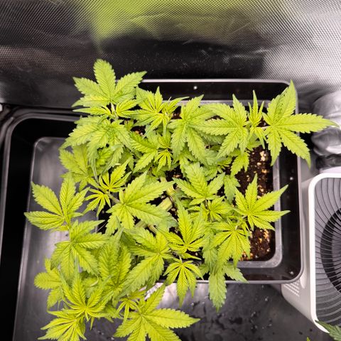 Fat Banana Auto #1 -89g growlog photo: 20:30