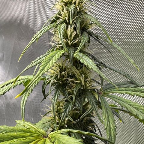 Cookies Gelato Auto #1 -41,5g growlog photo: 20:30