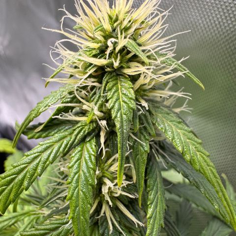 Cookies Gelato Auto #1 -41,5g growlog photo: 20:30