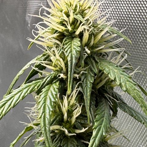 Cookies Gelato Auto #1 -41,5g growlog photo: 20:30