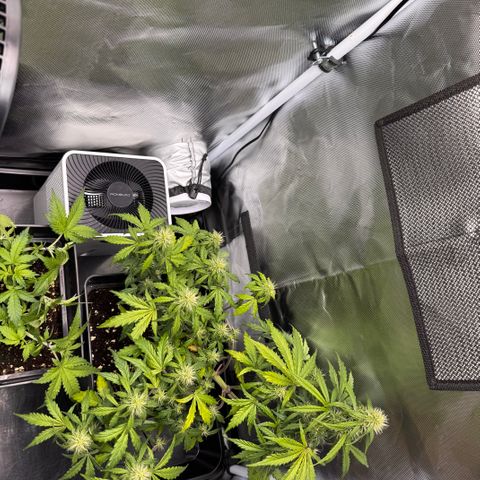 Cookies Gelato Auto #1 -41,5g growlog photo: 20:30