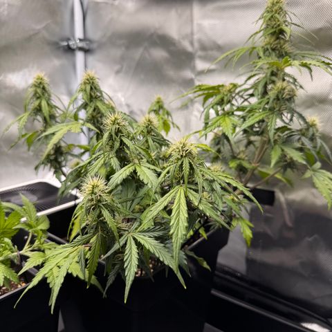 Cookies Gelato Auto #1 -41,5g growlog photo: 20:30