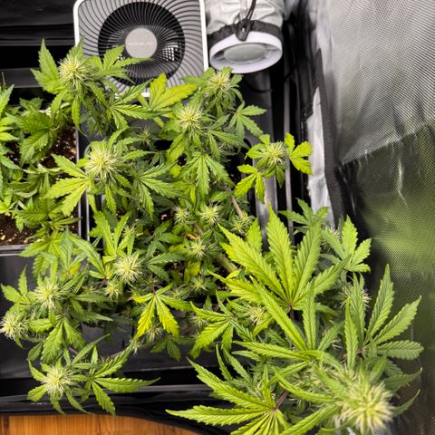 Cookies Gelato Auto #1 -41,5g growlog photo: 20:30
