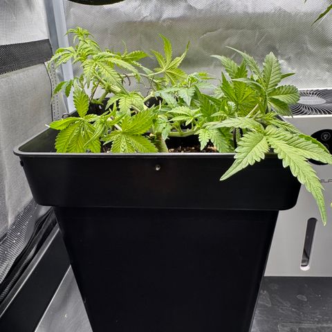 Fat Banana Auto #1 -89g growlog photo: 20:30