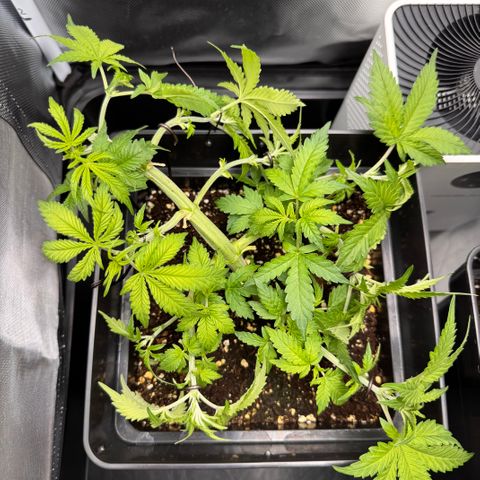 Fat Banana Auto #1 -89g growlog photo: 20:30