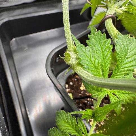 Fat Banana Auto #1 -89g growlog photo: 20:30