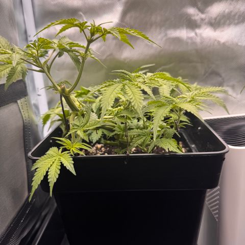 Fat Banana Auto #1 -89g growlog photo: 11:30