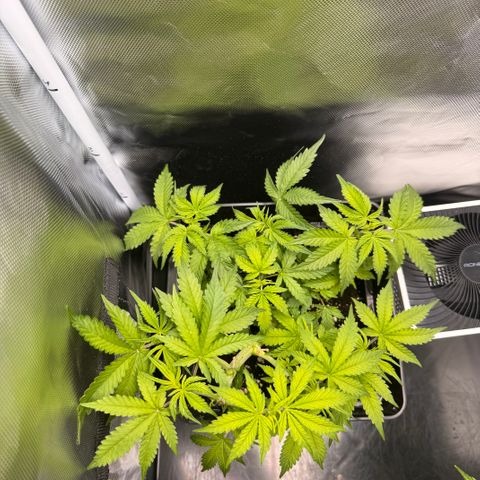 Fat Banana Auto #1 -89g growlog photo: 11:30