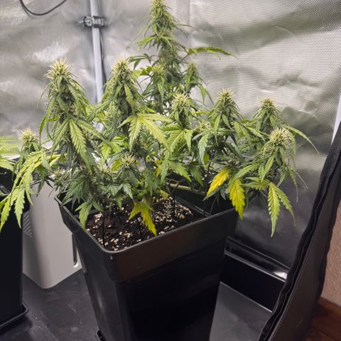 Cookies Gelato Auto #1 -41,5g growlog photo: 11:30