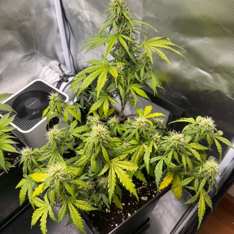 Cookies Gelato Auto #1 -41,5g growlog photo: 11:30