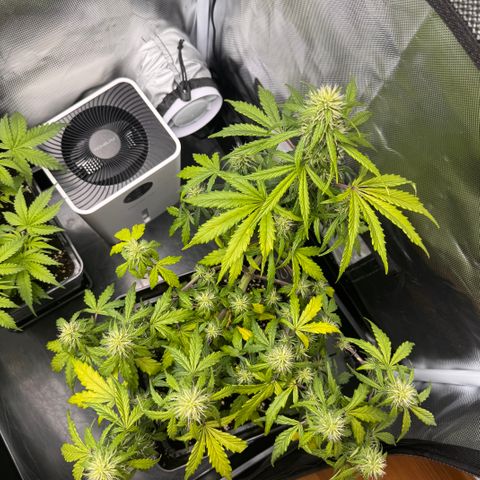Cookies Gelato Auto #1 -41,5g growlog photo: 11:30